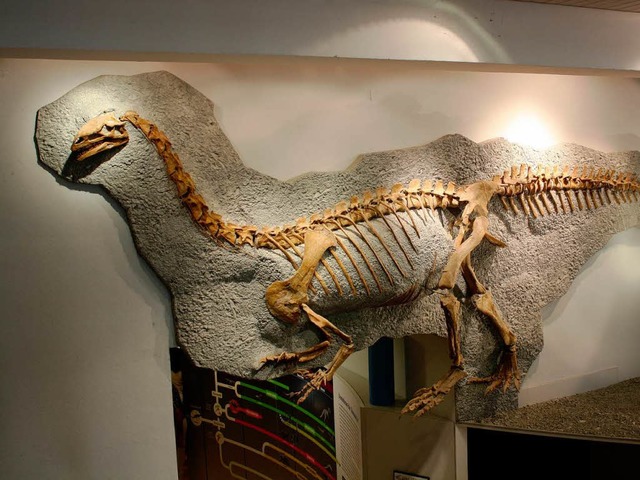 Ein zusammenmontierter Plateosaurus.   | Foto: Claudia Leber