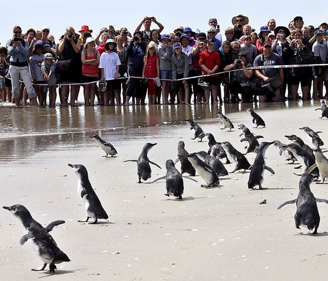 Stars am Strand: Viele Zuschauer wollt...em Watschelgang in die Freiheit sehen.  | Foto: dpa