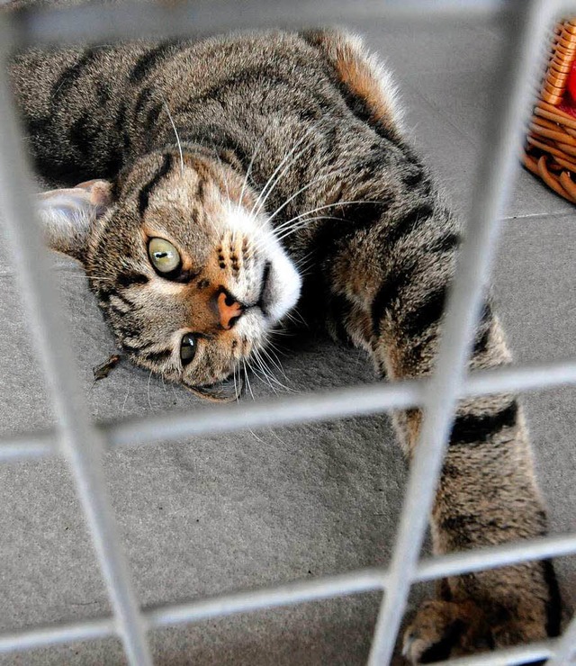 Im Tierheim finden Katzen ein neues Zuhause.  | Foto: ddp