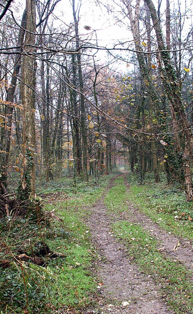 Die Eschen sterben.   | Foto: F. Kiefer