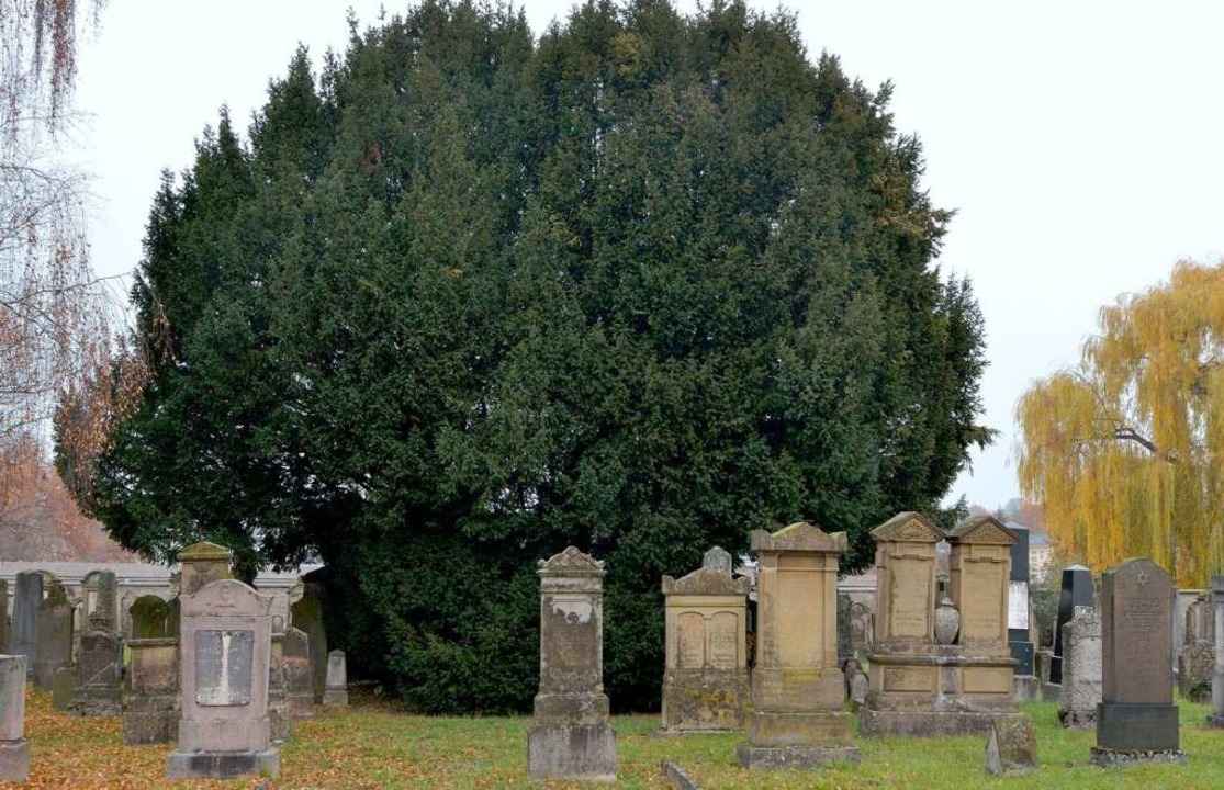 Die wohl sch�nste Eibe in M�llheim ste... israelitischen Religionsgemeinschaft.  | Foto: Jens-Uwe Voss