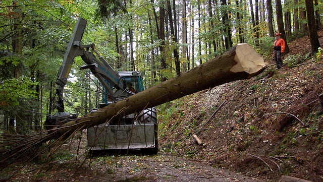 Forstbetriebsgemeinschaft Gundelfingen-Wildtal-Heuweiler  | Foto: Andrea Steinhart 