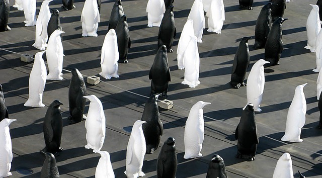 Bild einer Ausstellung: Die Pinguin-Kolonie in Bernau.   | Foto: Spiegelhalter