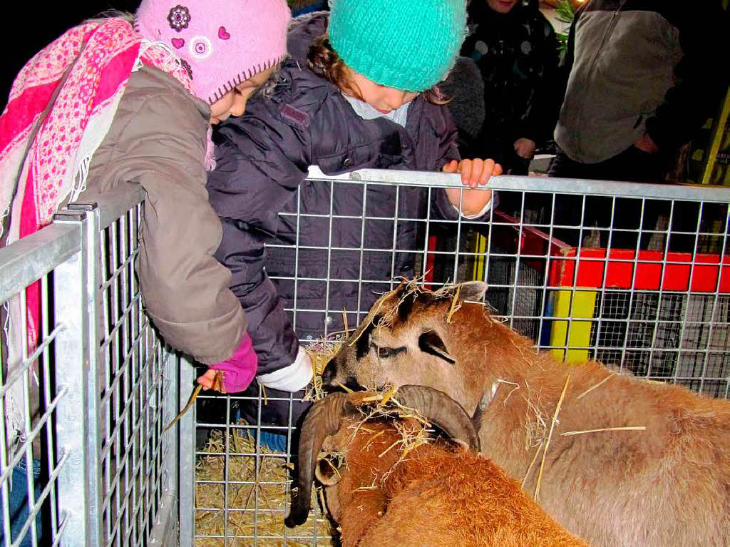 Streichelzoo beim Vogtsburger Weihnachtsmarkt in Burkheim