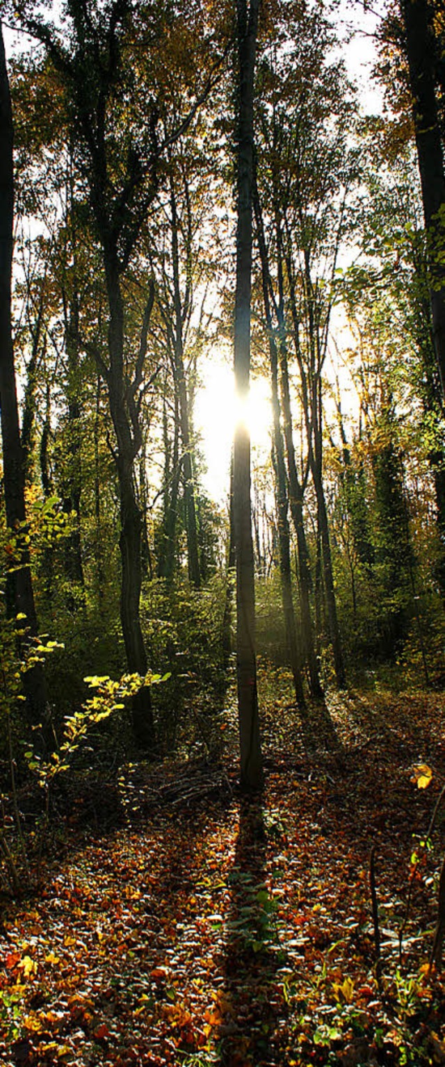 Schn zum Anschauen, gut fr die Erhol...inzwischen auch Geldbringer: der Wald   | Foto: Trul