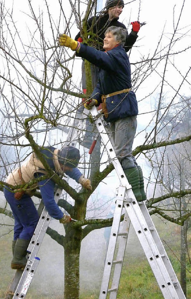 Beschneidung eines Obstbaumes  | Foto: Gabriele Rasenberger