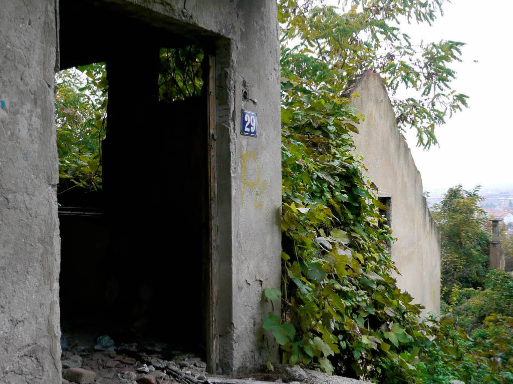 Schlingpflanzen und Bsche berwuchern die Ruinen. 2002 lebten in Prizren nach OSZE-Schtzungen  rund 200 Serben.