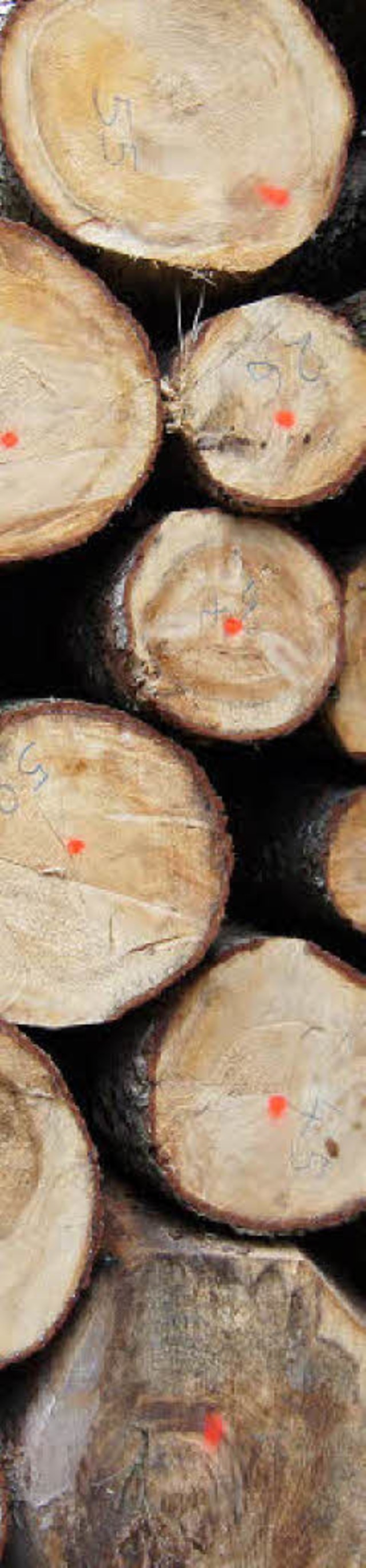 Holz im Stadtwald  | Foto: Klein