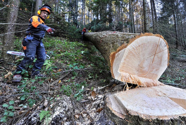 Punktlandung: Der Baum liegt, wo er so... unten rechts steckte der Wagenheber.   | Foto: bamberger