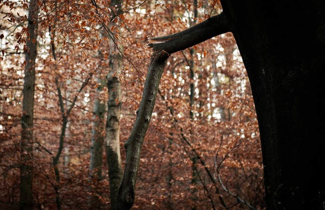 Die Buche ist das Sorgenkind von Baden...embergs Forstminister Alexander Bonde.  | Foto: dapd