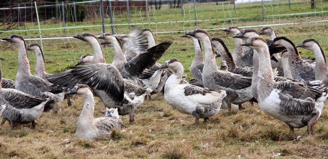 Gnse tummeln sich auf der Wiese des L...en und Ganzen wieder aufgenommen hat.   | Foto: Jung-Knoblich