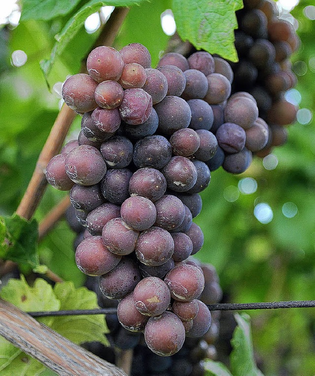 Auch mit seinem Grauburgunder war der Winzerhof Ebringen erfolgreich.  | Foto: Bohn