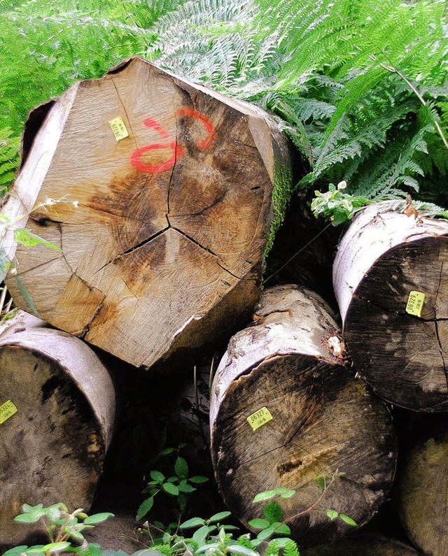 Gute Preise erzielt Buchenholz.   | Foto: Ralf Staub