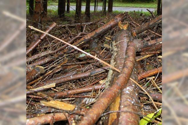 Der Wald hat viele Funktionen