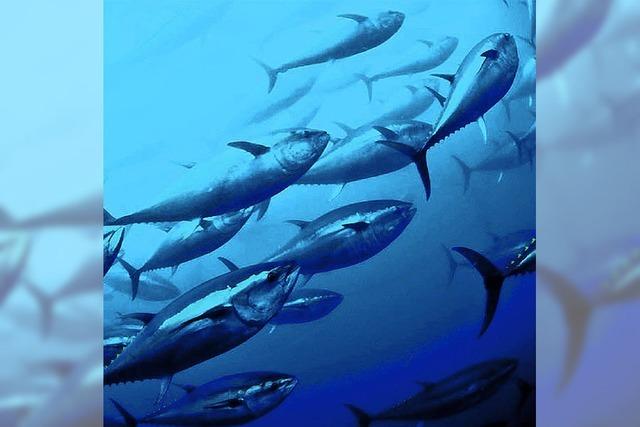 Thunfische und Makrelen: Jeder zweite Fisch fehlt