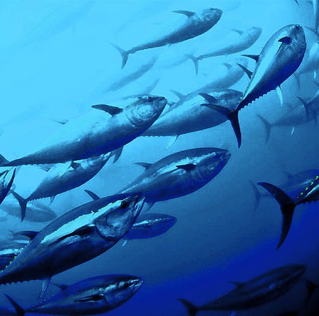 Immer seltener anzutreffen: Thunfischschwrme   | Foto: dpa
