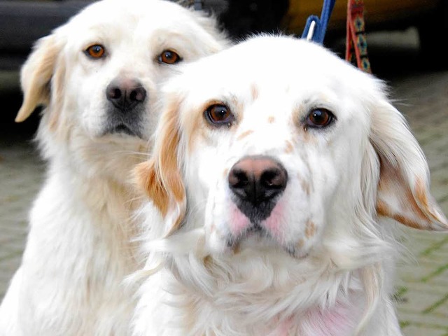 Hunde mit guter Nase: Golden Retriever (Archivbild).  | Foto: Michael Bamberger