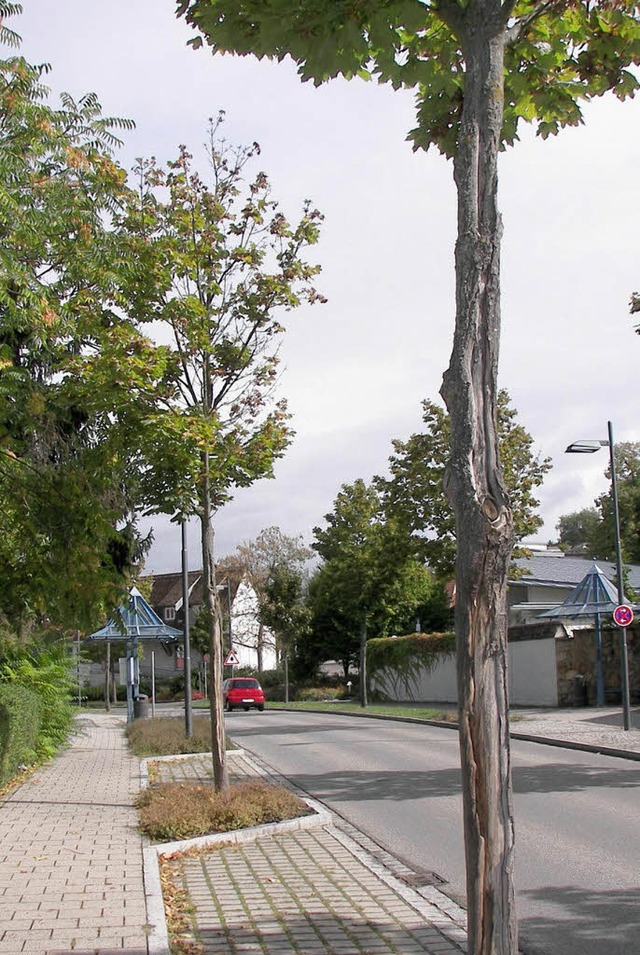 Die Ahornbume an der stlichen Allee ...n, deshalb mssen sie ersetzt werden.   | Foto: Stadt Mllheim