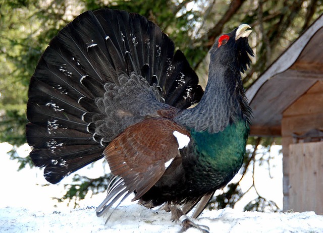 Auerhalb der markierten Pisten und We...ldvorkommen im ganzen Sdschwarzwald.   | Foto: Ulrike Jger