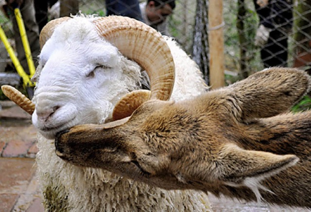 Changmao und Chunzi    | Foto: AFP