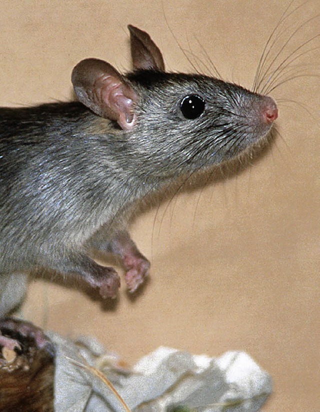 Mein Freund, die Ratte   | Foto: dpa