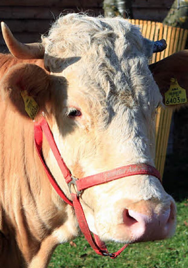 Gibt viel Milch: die Kuh  | Foto: dpa