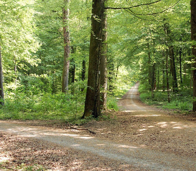 Der Lrracher Wald ist nicht nur ein i...ch Ertrag ab. 2011 mehr als erwartet.   | Foto: Nikolaus Trenz