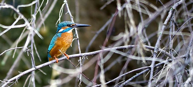   | Foto: Zoo Basel