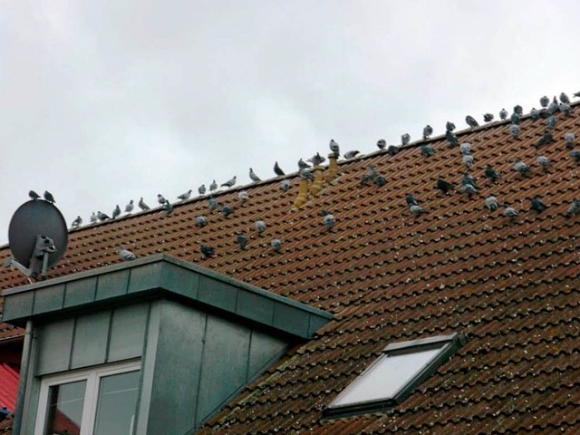 Im Rohrkopf fhlen sich diese Tauben s... sie berall ihren Dreck hinterlassen.  | Foto: Andrea Drescher