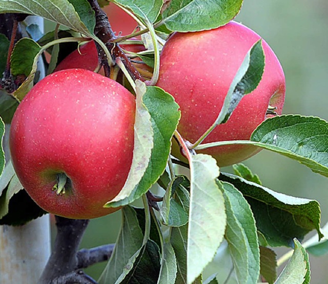 Standortgerechte Obstbume knnten die...-Farm schmcken. So steht es im Plan.   | Foto: dpa