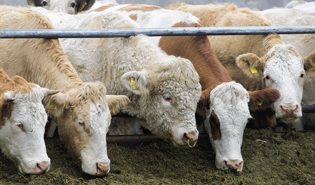 Ist ihr Futter bio? Aus Italien ist f...s Viehfutter nach Deutschland gelangt.  | Foto: dpa