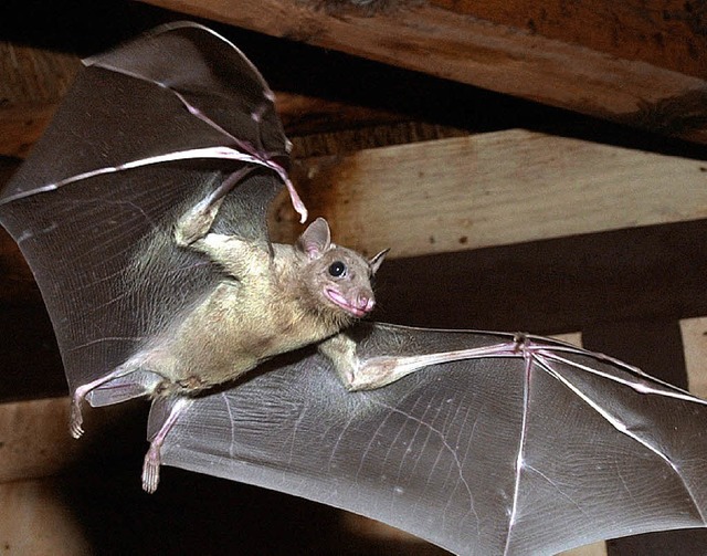 Hrt mit den Ohren: die Fledermaus  | Foto: dpa