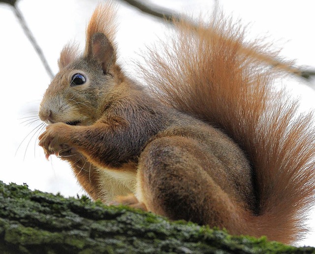 Eichhrnchen legen im Herbst Vorrte fr den Winter an.  | Foto: dpa