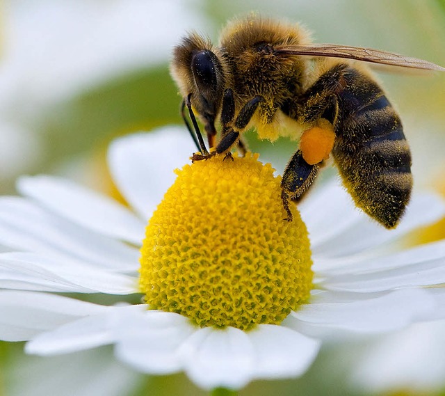 Bienen sind fleiig: Sie liefern Honig und bestuben die Blten.  | Foto: dpa