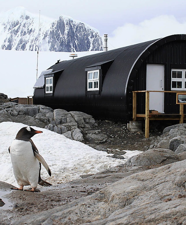 Jemand da? Ein Pinguin vor  der britischen Forschungsstation  | Foto: Win Schumacher
