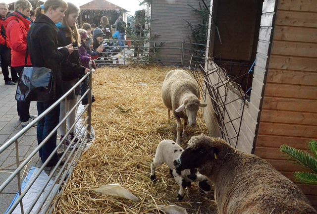 Alles andere als lammfromm: Das Genehm...en fr die Schafe auf dem Engeli-Mrt   | Foto: SENF