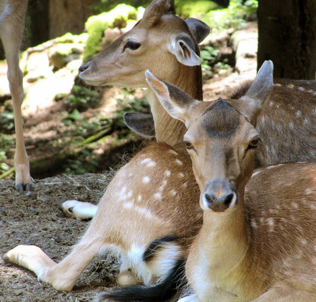 Das St. Blasier Wildgehege ist vor all...Familien, die gerne Tiere beobachten.   | Foto: Archivfoto: Susanne Filz