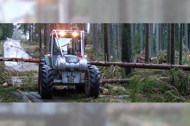 Forst plant mit berschuss