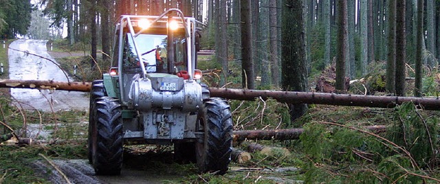 10030 Festmeter Holz sollen im kommend...n-Birkendorf (Foto) geschlagen werden.  | Foto: Wilfried Dieckmann