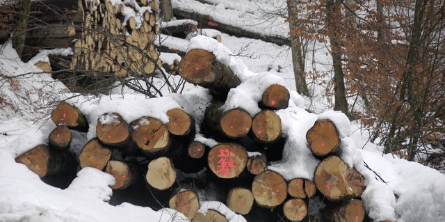 17500 Festmeter Holz sollen 2012 im Sthlinger Stadtwald geerntet werden  | Foto: Dietmar Noeske