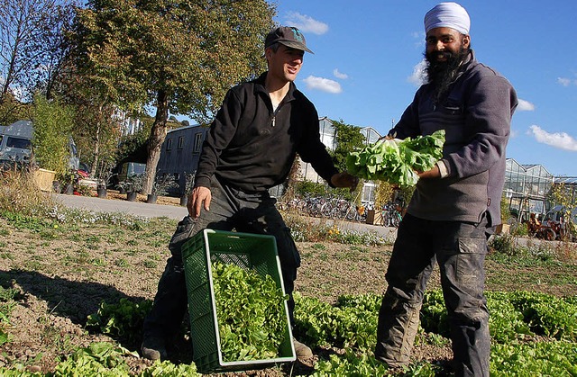 Jatinder Singh Sandhu gefllt seine Ar...rtnerei Hoch-Reinhard in Fischingen.   | Foto: Annika Erismann