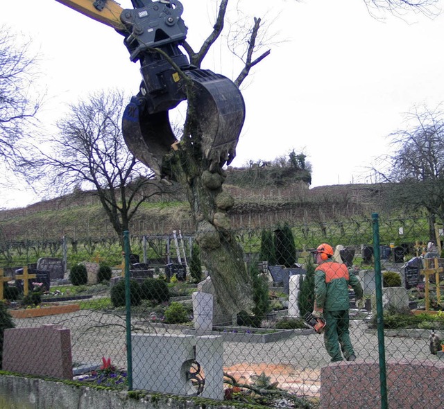 Um mehr Platz auf dem Friedhof zu gewi...n an besseren Stellen ersetzt werden.   | Foto: gustav rinklin