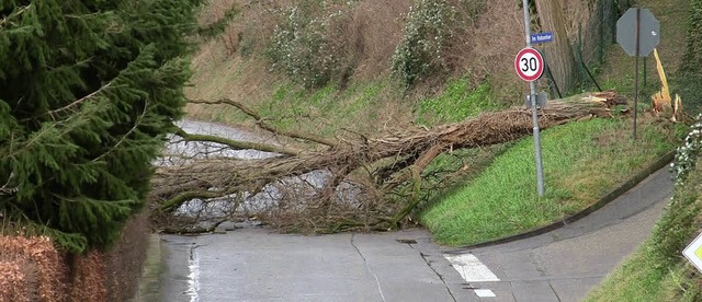 Dieser Baum in der Mahlberger Strae in Atdorf hielt Joachim nicht stand.  | Foto: Sandra Decoux-Kone