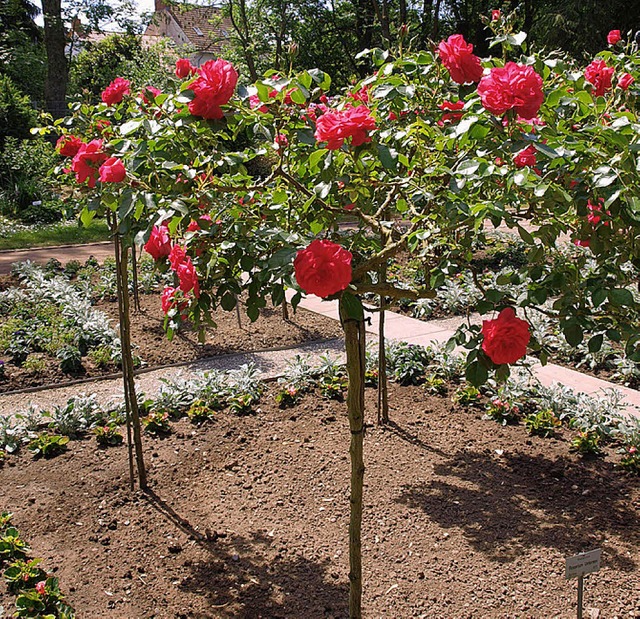 Geschnittene Stammrosen  | Foto: Klaus Nasilowski