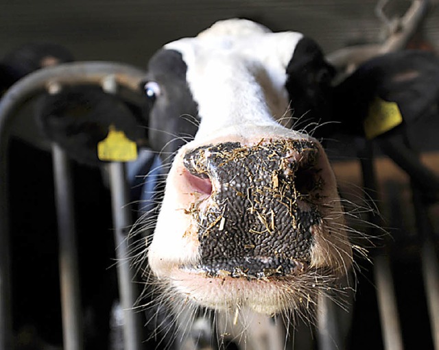 Guckt harmlos, kann aber anders: eine schwbische Kuh  | Foto: dpa