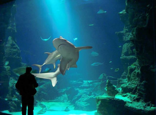 Bis zu 30 Aquarien werden im Ozeanium ... aus den sieben Weltmeere vermitteln.   | Foto: Zoo Basel