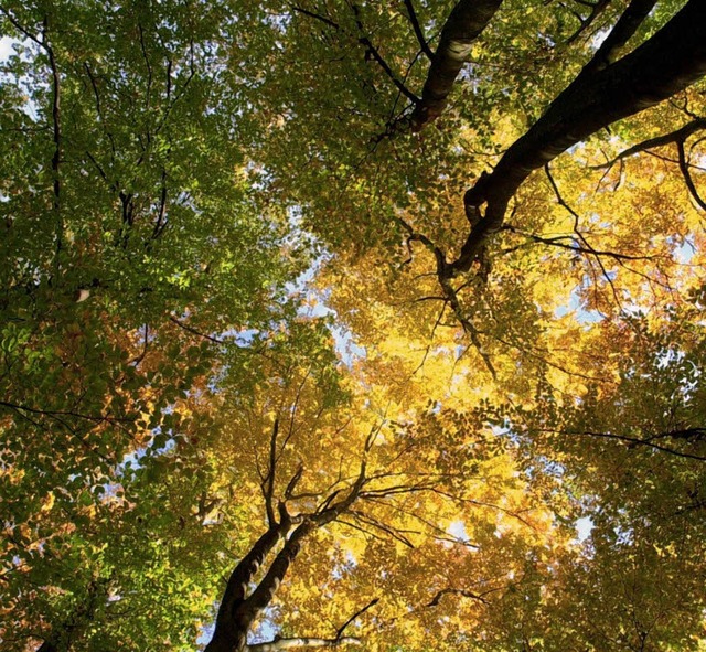 Die Buchen im Nationalpark Eifel sind ...ai 2012 den Nationalpark besichtigen.   | Foto: dpa