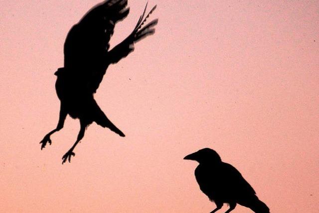 Vergiftete Vögel fallen vom Himmel und verenden qualvoll
