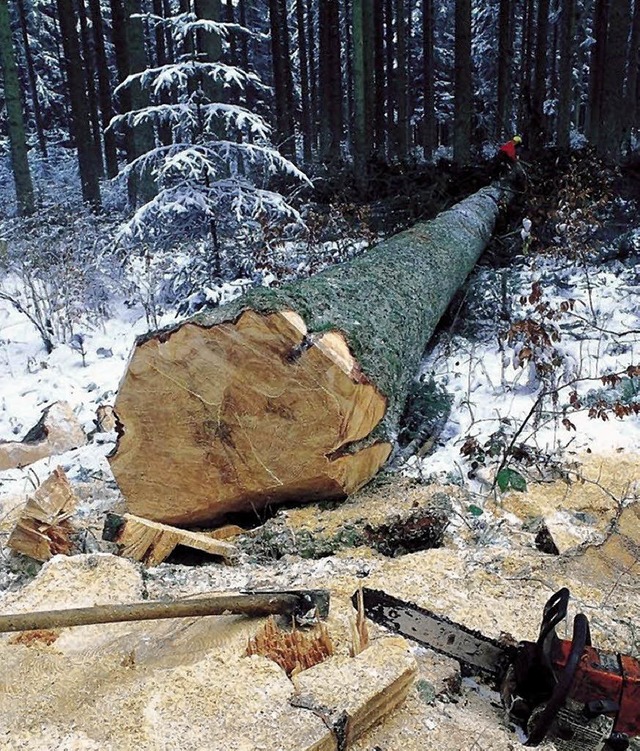 Der Heitersheimer Wald ist gut durchfo...ume haben reichlich Platz zu wachsen.  | Foto: DPA