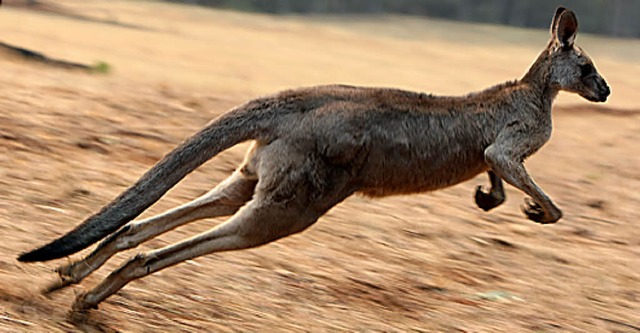 Australien: Ein Land, in dem nicht nur die Autos rasen.   | Foto: AFP